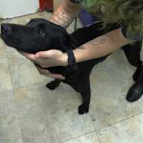 Thumbnail photo of Percy #3