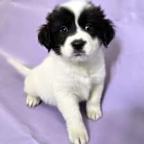 Thumbnail photo of Coffee Cake #1