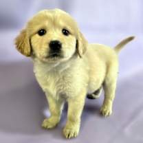 Thumbnail photo of Strudel #1