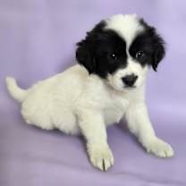 Thumbnail photo of Coffee Cake #2