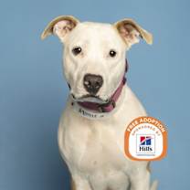 Thumbnail photo of PHES #1