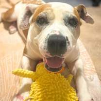 Thumbnail photo of Shiloh #1