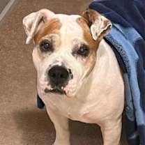 Thumbnail photo of Shiloh #3