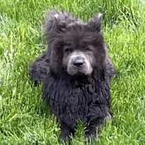 Thumbnail photo of Panda #2