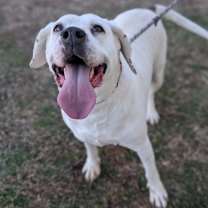 Thumbnail photo of Mystery Shopper #4