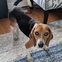 Thumbnail photo of Walker #1