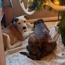 Thumbnail photo of Snoopy #3