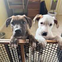 Thumbnail photo of Snoopy #4