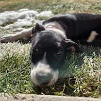 Thumbnail photo of Lucy #2