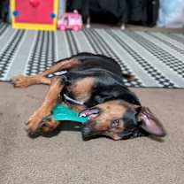 Thumbnail photo of Orion #2