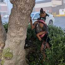 Thumbnail photo of Orion #3