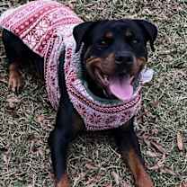 Thumbnail photo of Lola #4