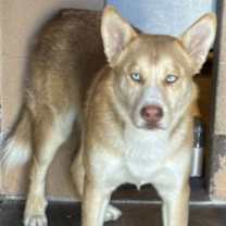 Thumbnail photo of Valkyrie #2