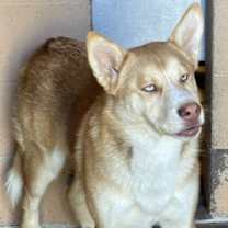 Thumbnail photo of Valkyrie #3