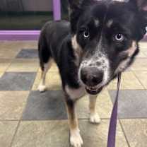 Thumbnail photo of 60006341 #2