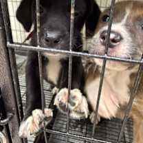 Thumbnail photo of Zoltan #2