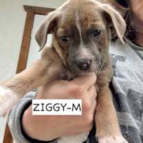 Thumbnail photo of Ziggy #1