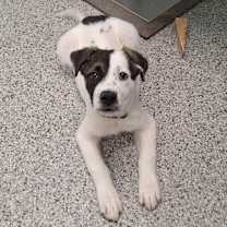 Thumbnail photo of Fig #1