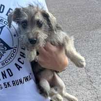 Thumbnail photo of Maisie #3