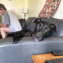 Thumbnail photo of Harlie #1