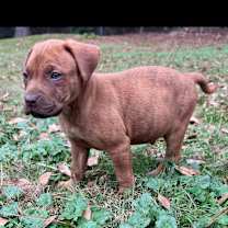 Thumbnail photo of Hudson #3