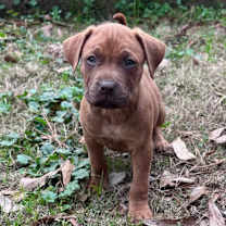 Thumbnail photo of Hudson #4