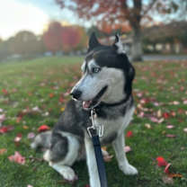 Thumbnail photo of Oyuki #3