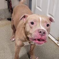 Thumbnail photo of Bruno #1