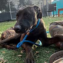 Thumbnail photo of Lilac #2