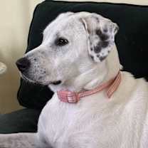 Thumbnail photo of Biscuit #1