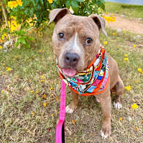 Thumbnail photo of Mc Chicken #4