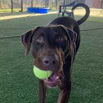 Thumbnail photo of Dexter #4