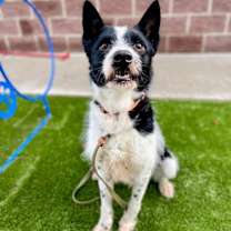 Thumbnail photo of *Blizzard* #3