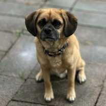 Thumbnail photo of Rex #1