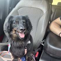 Thumbnail photo of Opie #3