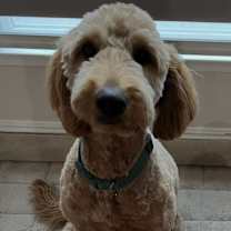 Thumbnail photo of Songi #1