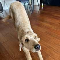 Thumbnail photo of Songi #2