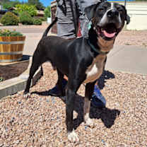 Thumbnail photo of Gecko #3