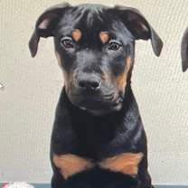 Thumbnail photo of Mr Smee #1