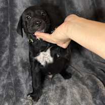 Thumbnail photo of Orion #1