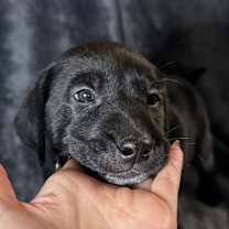 Thumbnail photo of Orion #2