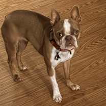 Thumbnail photo of Aurora #1