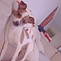 Thumbnail photo of Bella #2