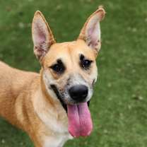 Thumbnail photo of Sushi JuM #2