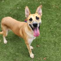 Thumbnail photo of Sushi JuM #4