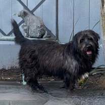 Thumbnail photo of CHESTER #2