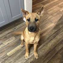 Thumbnail photo of Brownie #3