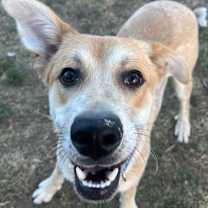 Thumbnail photo of Joey #1