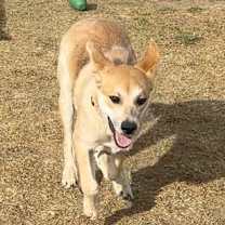 Thumbnail photo of Joey #3