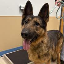 Thumbnail photo of Shelby #1